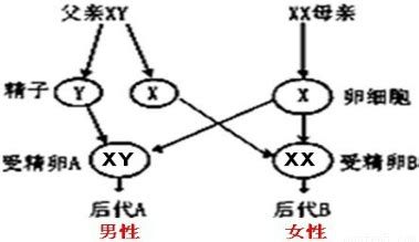 生男生女基因|生男生女是什么决定的？基因告诉你正确答案！